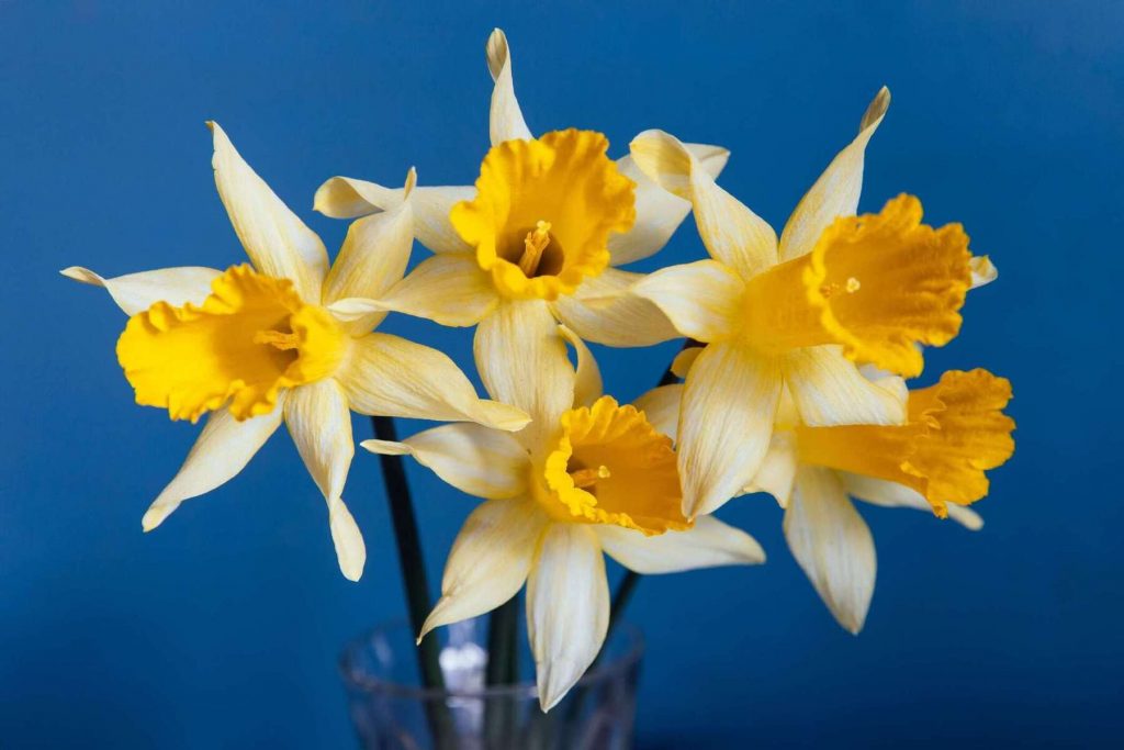 daffodil flowers, daffodil, alexandra fontaine