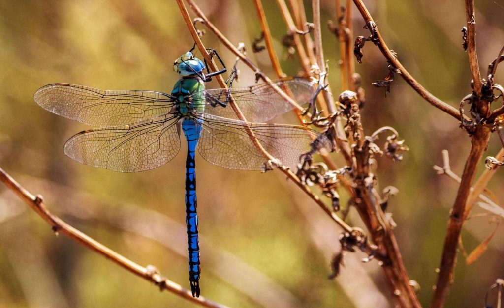 blue-dragonfly