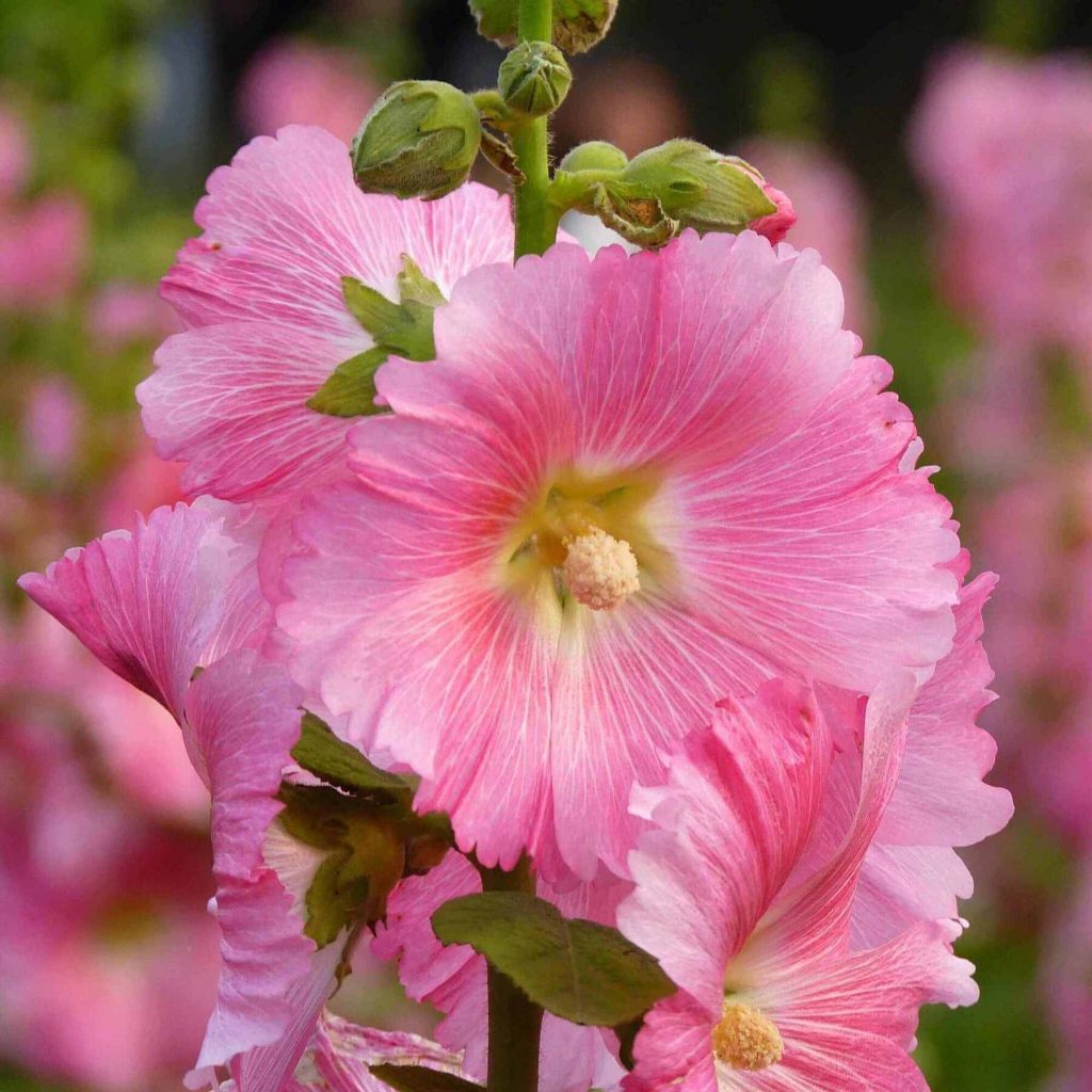 pink hollyhock flowers