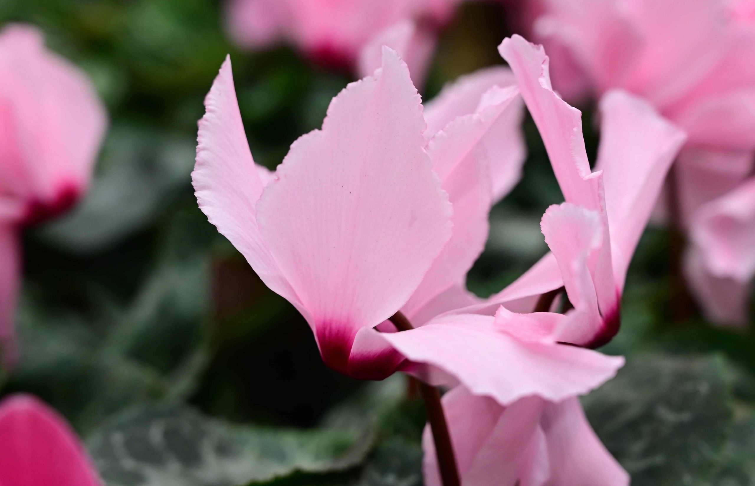 cyclamen flower, alpine violet, persian violet, sowbread