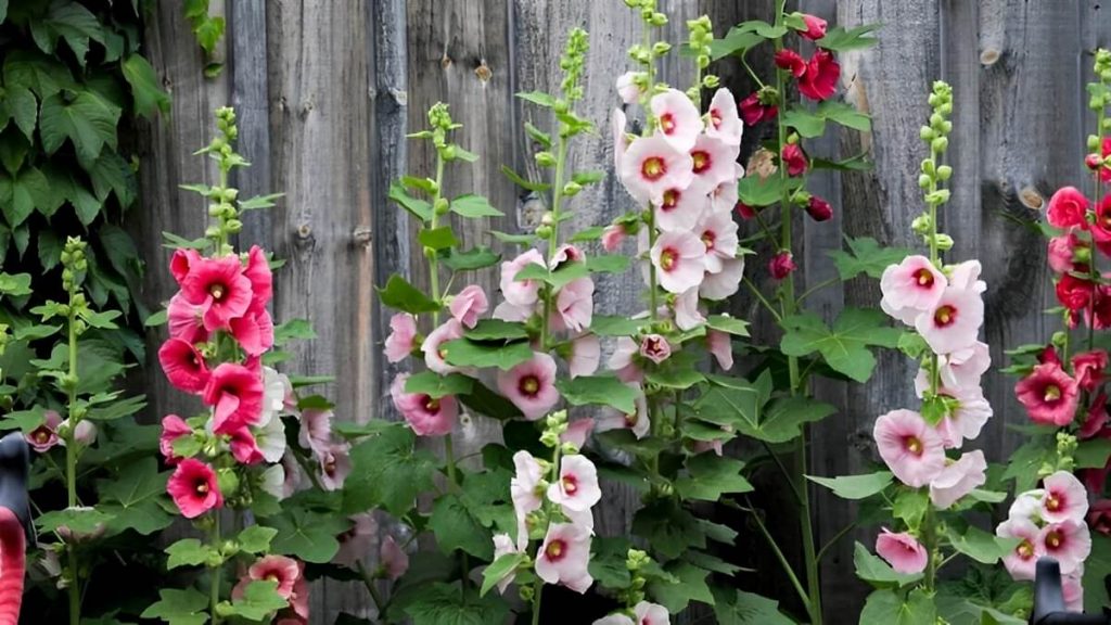 hollyhock flower garden