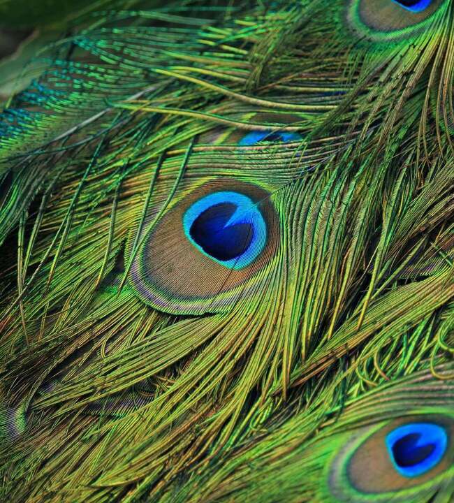 peacock and peacock feathers