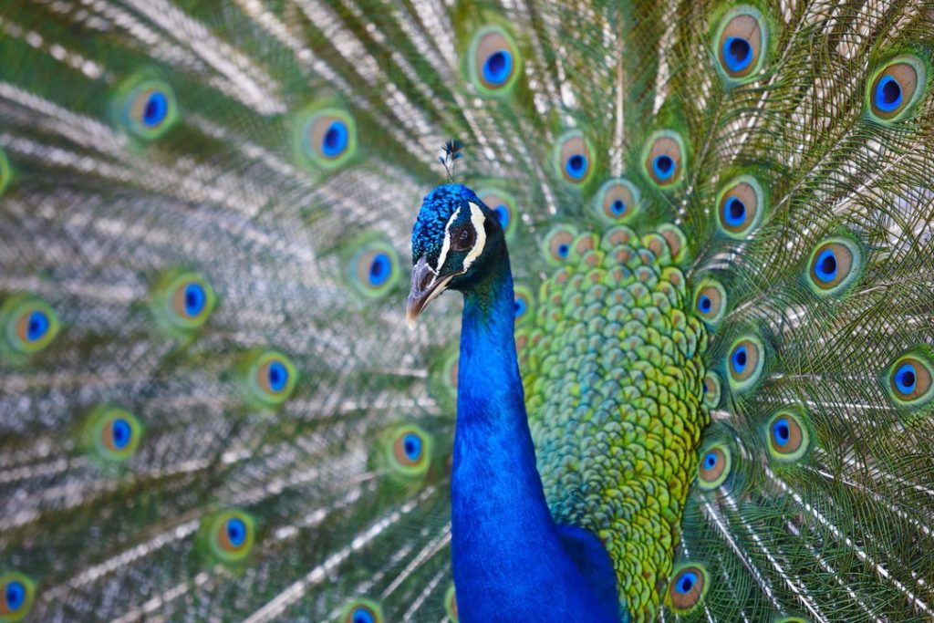 peacock and peacock feathers