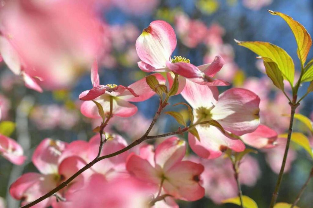 pink dogwood blossoms