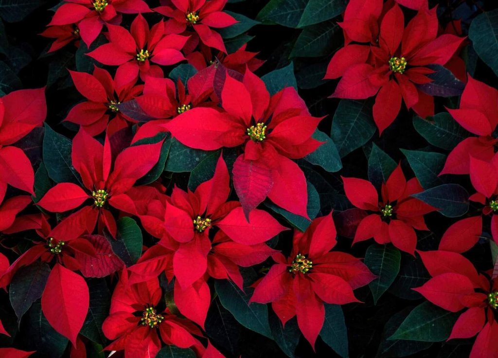 red poinsettia