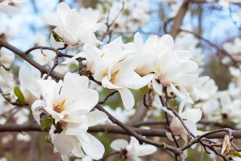 magnolia flower